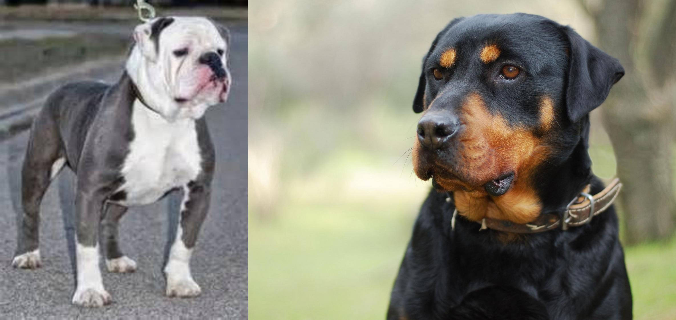 Old English Bulldog vs Rottweiler Breed Comparison