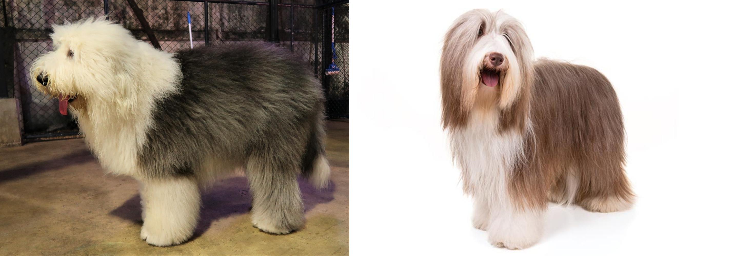 bearded collie old english sheepdog