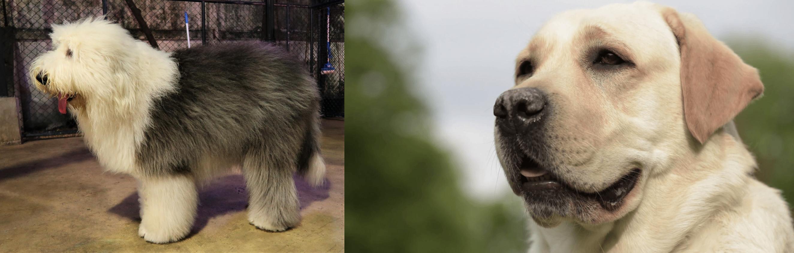 Old English Sheepdog vs Labrador Retriever Breed Comparison