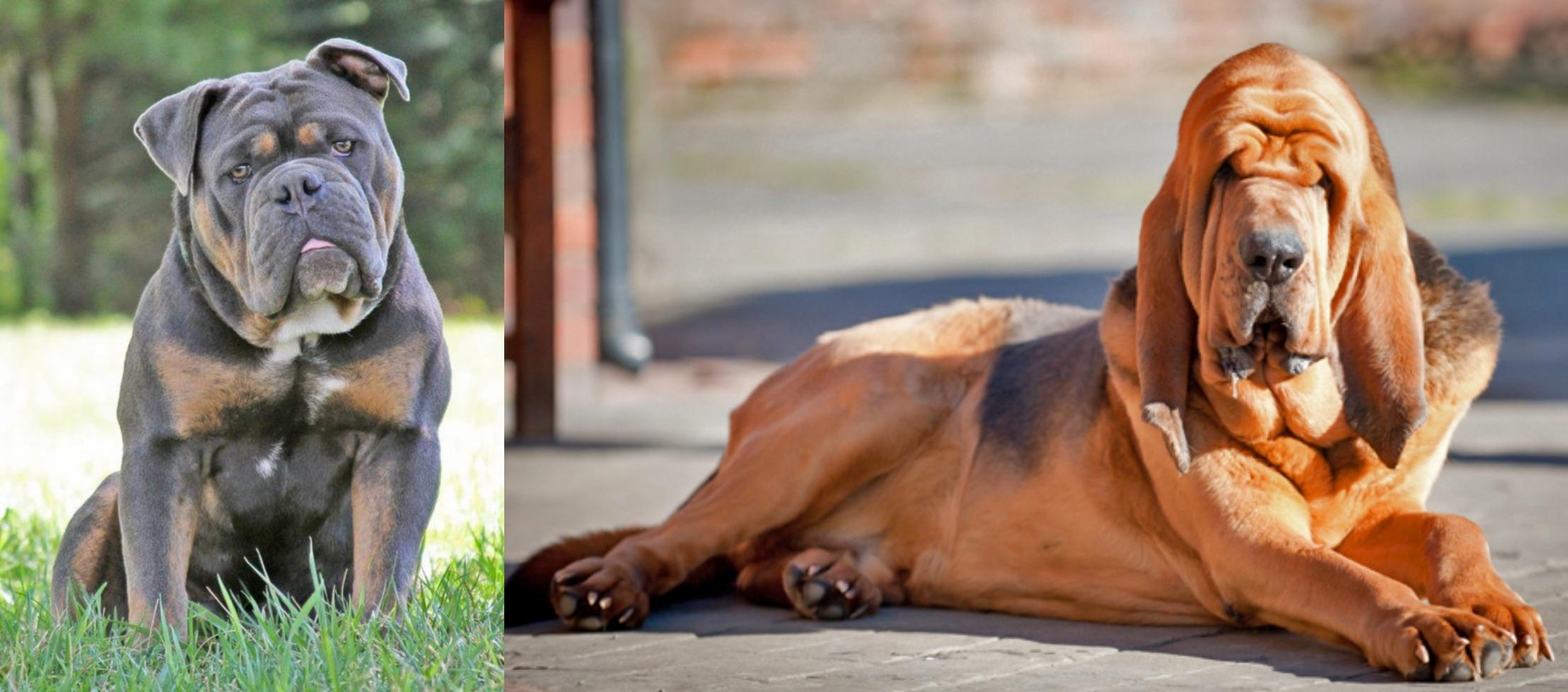 old southern bloodhounds