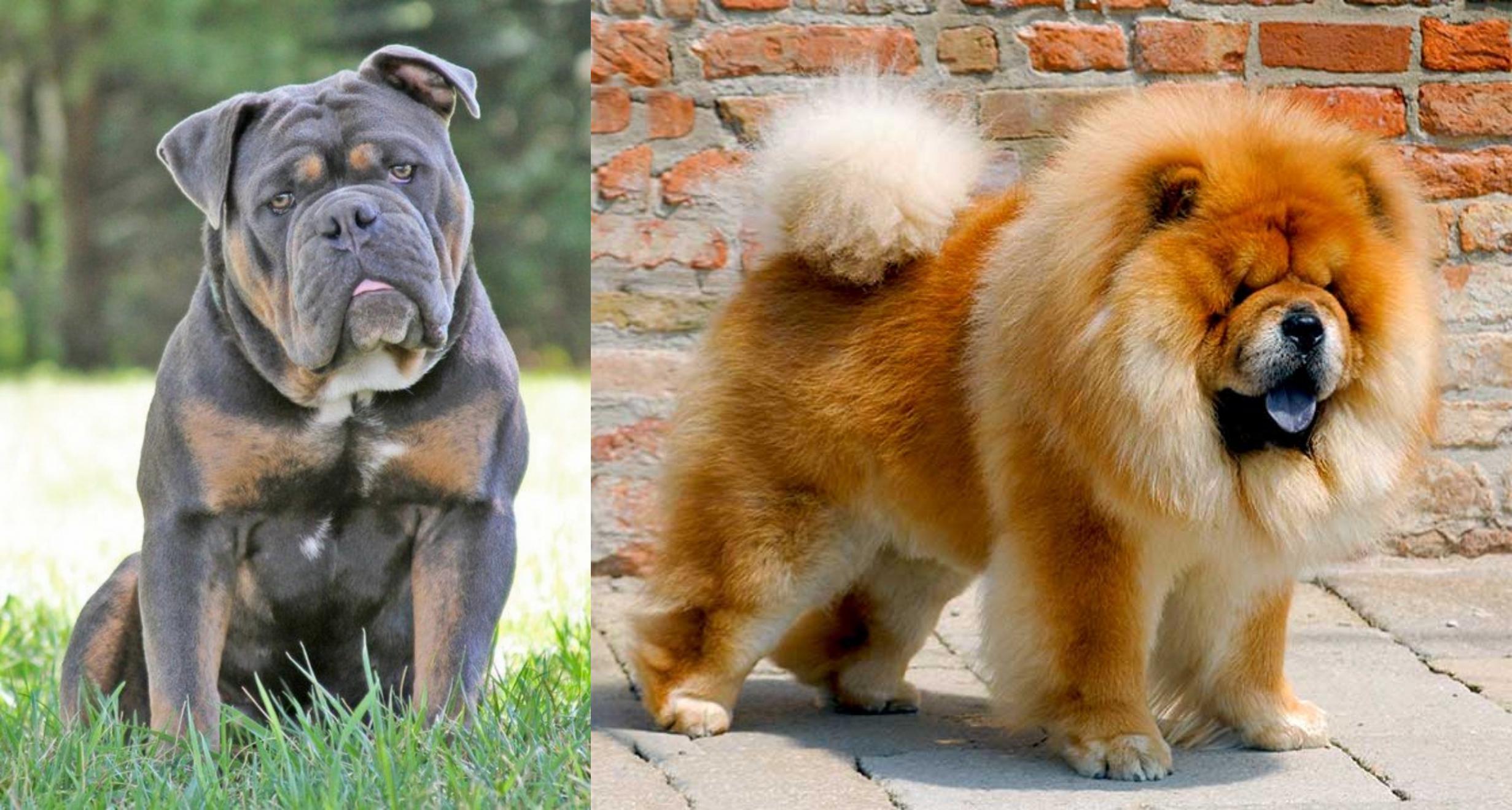 chow chow and bulldog mix