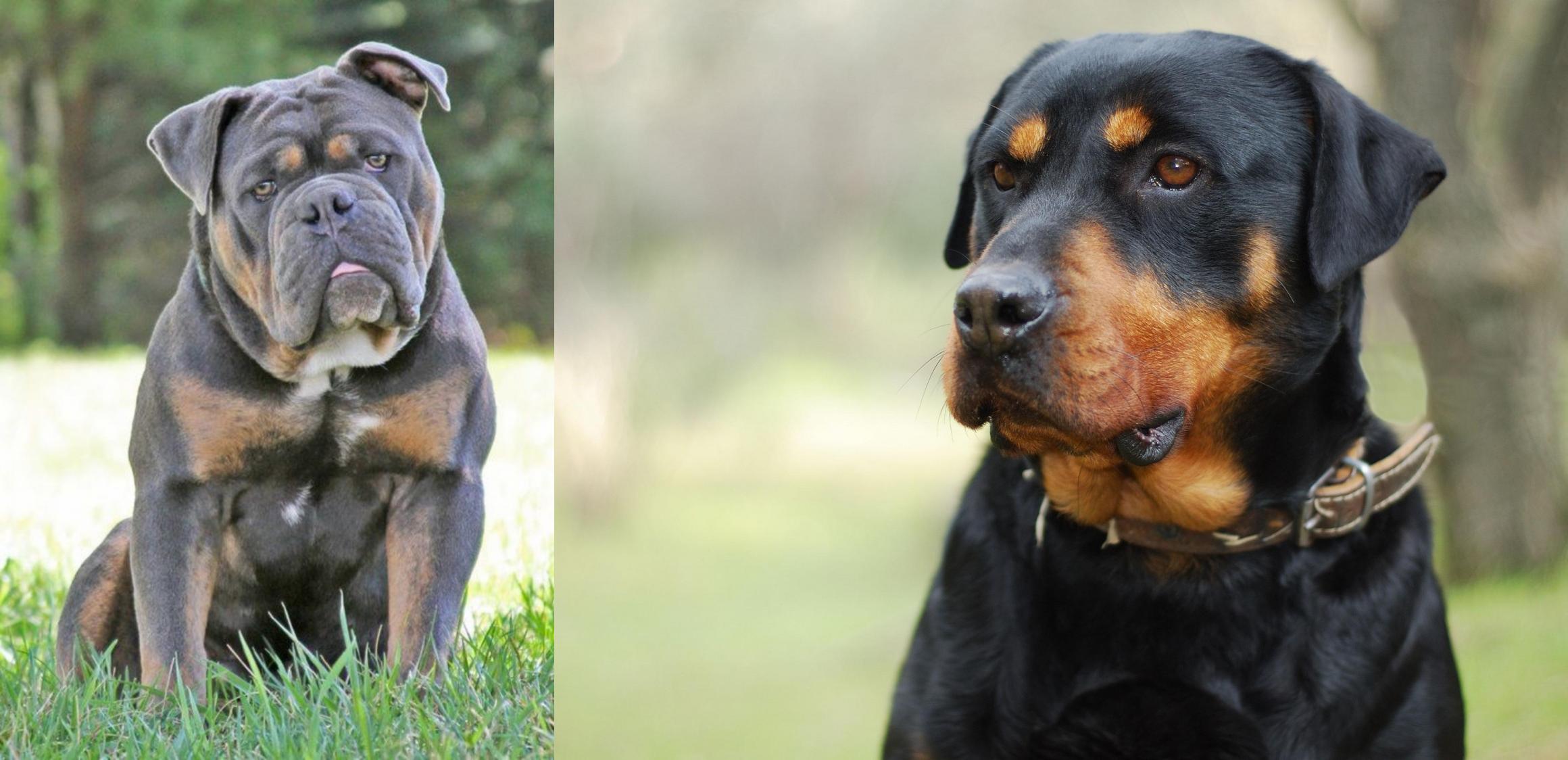 english bulldog rottweiler mix puppies