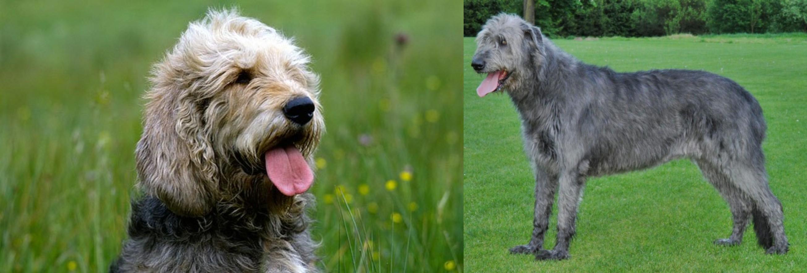 irish otterhound