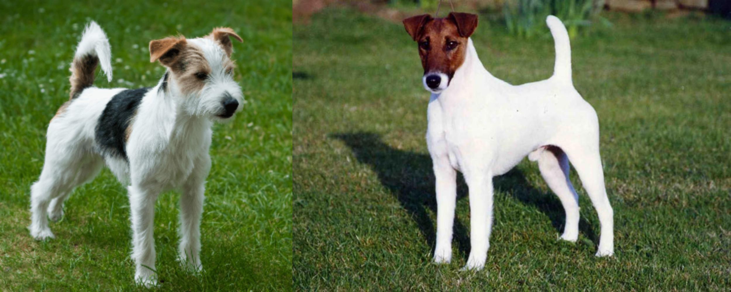 Parson Russell Terrier Vs Fox Terrier Smooth Breed Comparison