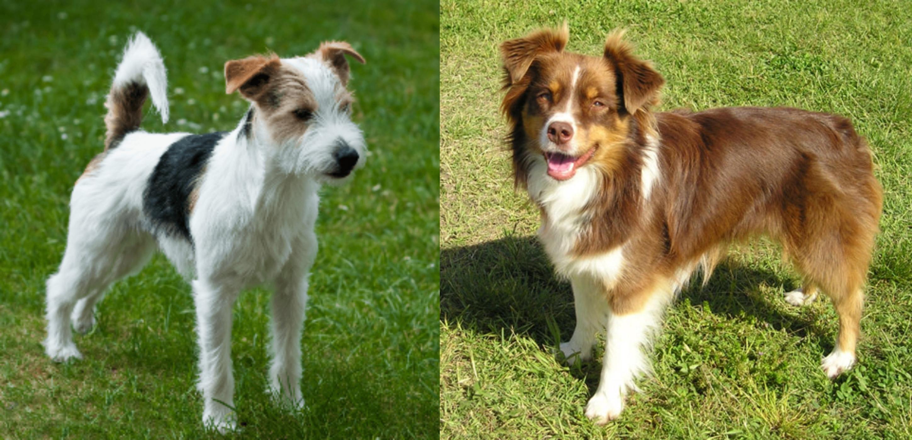 mini australian shepherd jack russell mix