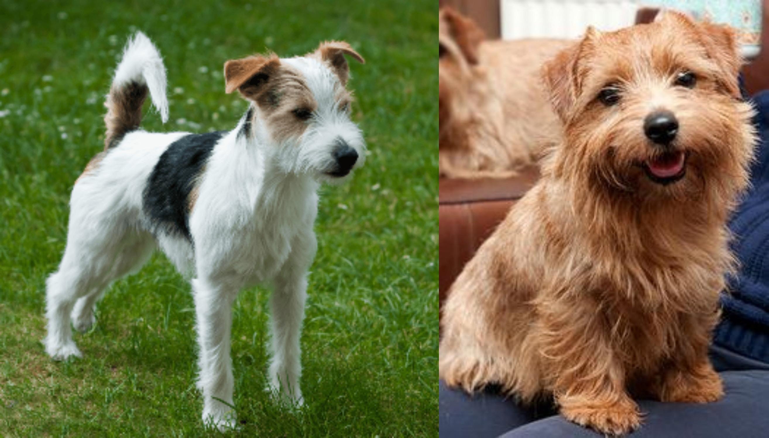 Parson Russell Terrier Vs Norfolk Terrier Breed Comparison