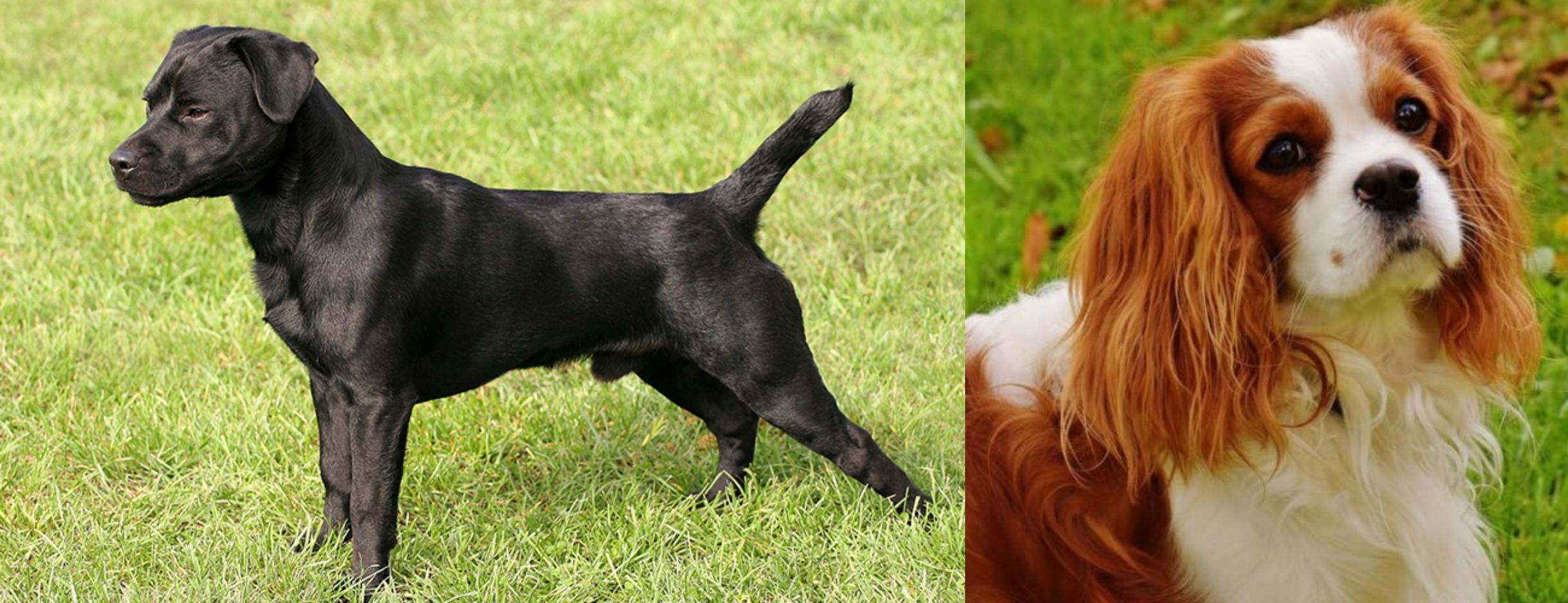 Patterdale Terrier vs Cavalier King Charles Spaniel