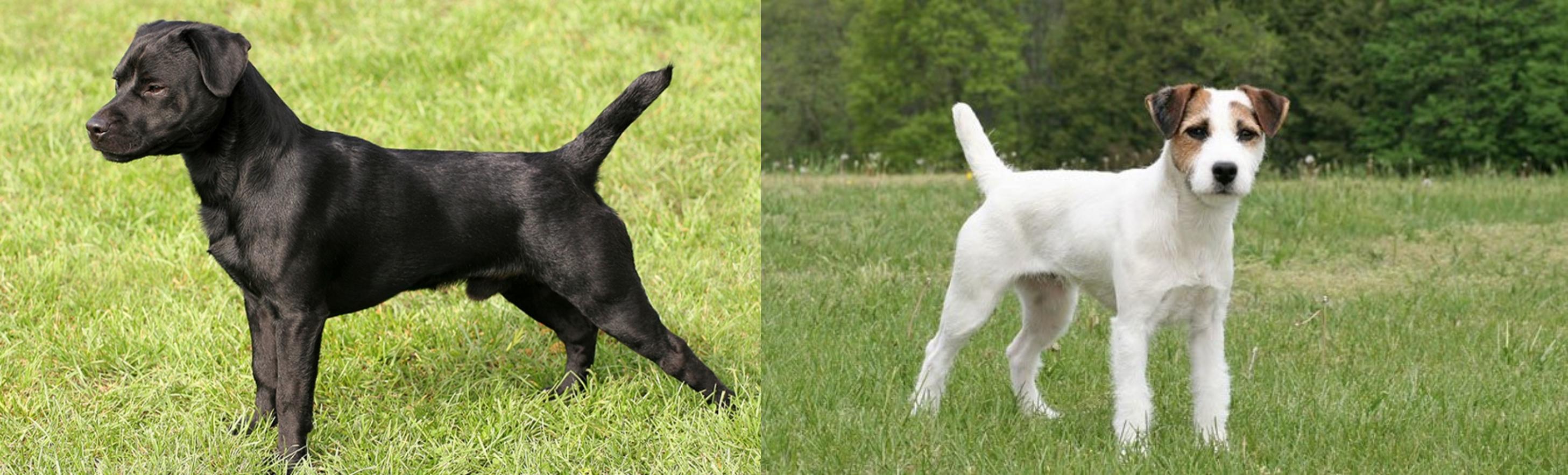 Patterdale Terrier Vs Jack Russell Terrier Breed Comparison