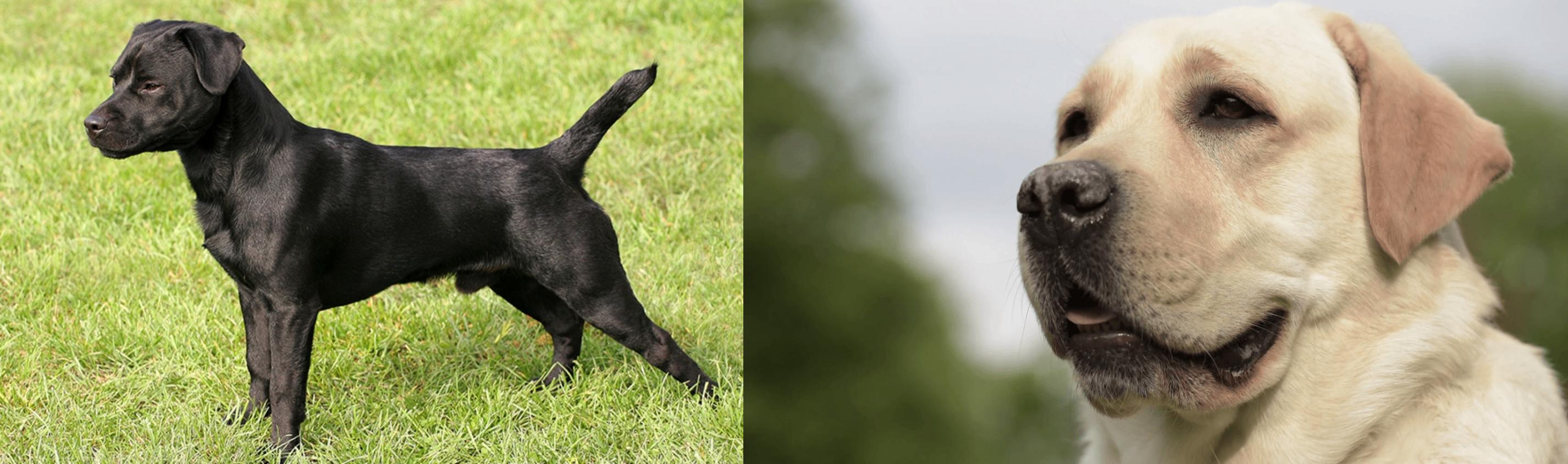 Patterdale Terrier vs Labrador Retriever Breed Comparison