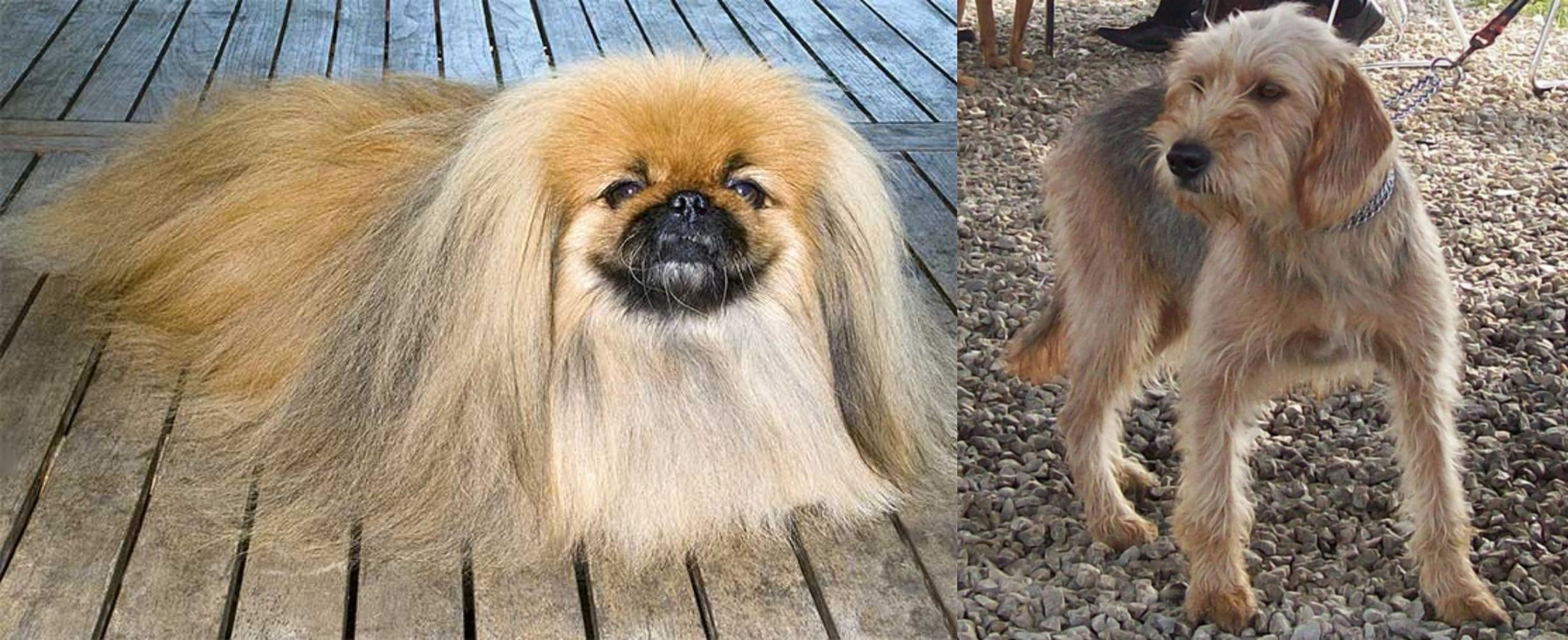 Pekingese Vs Bosnian Coarse Haired Hound Breed Comparison