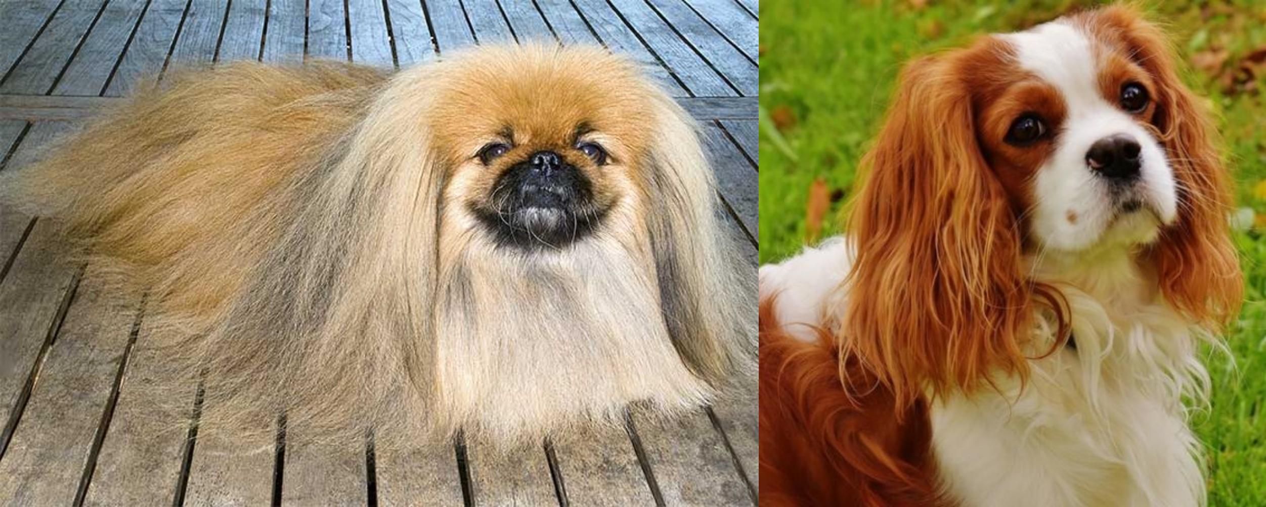 pekingese cavalier mix
