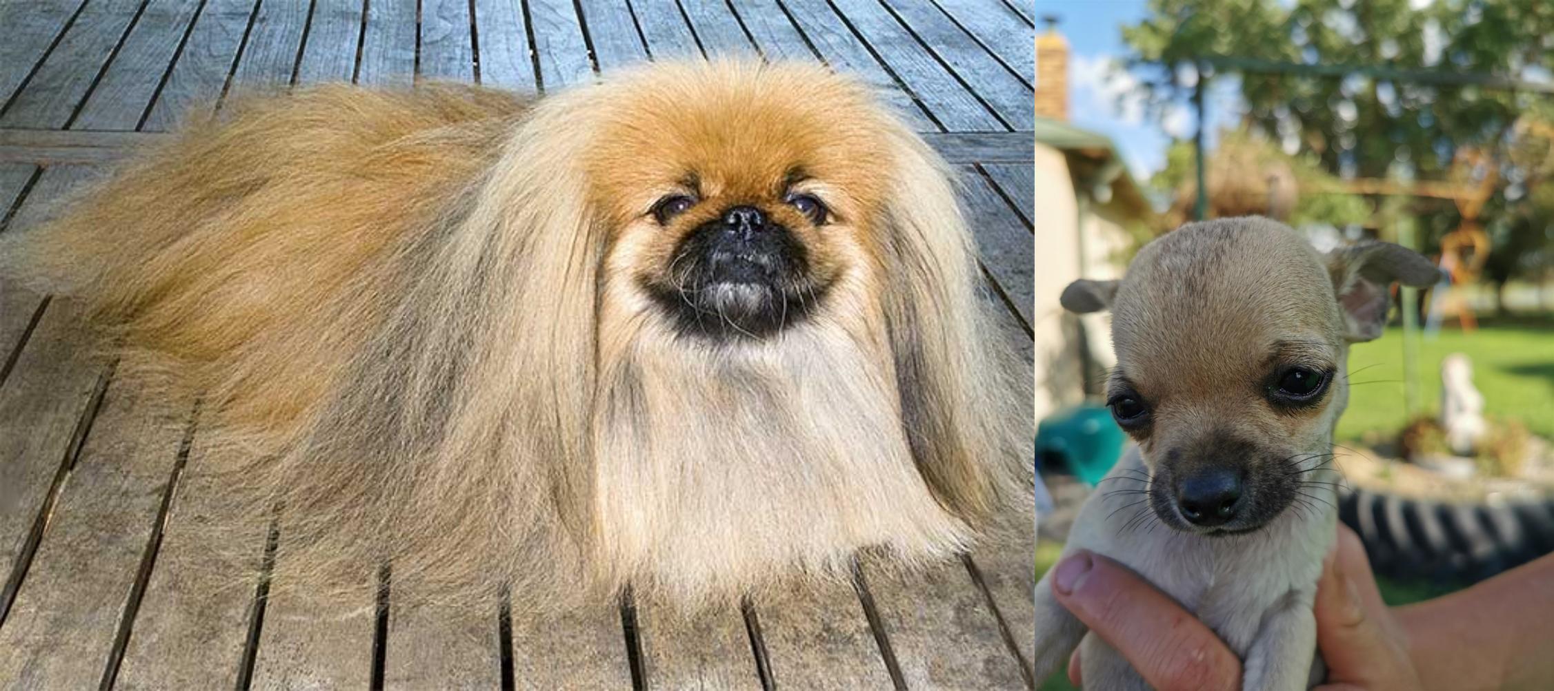 pekingese and chihuahua mix