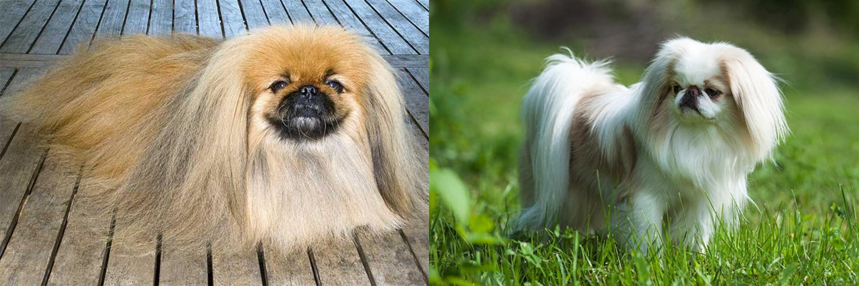 japanese chin and pekingese
