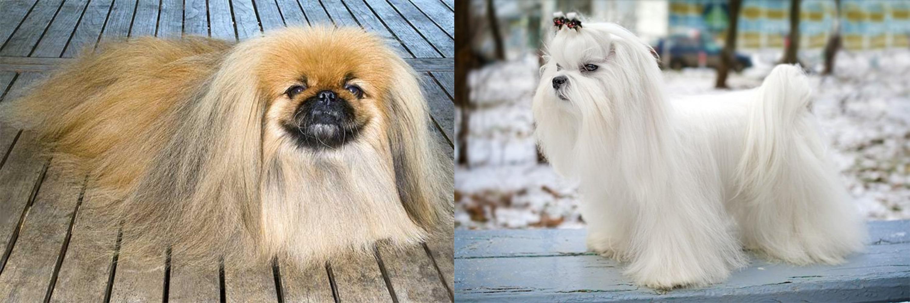 Maltese Pekingese Maltese Pekingese Dog Maltese Pekingese Young