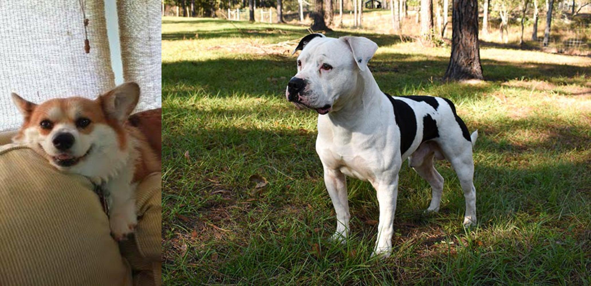 Pembroke Welsh vs American Bulldog Breed Comparison