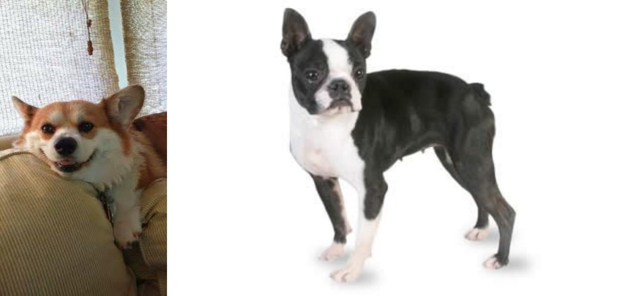 will neutering my boston terrier calm him down