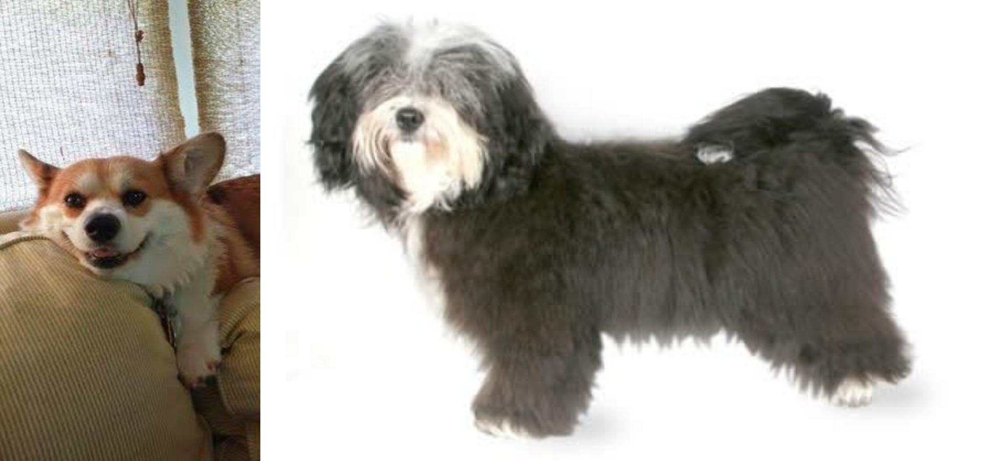 havanese corgi
