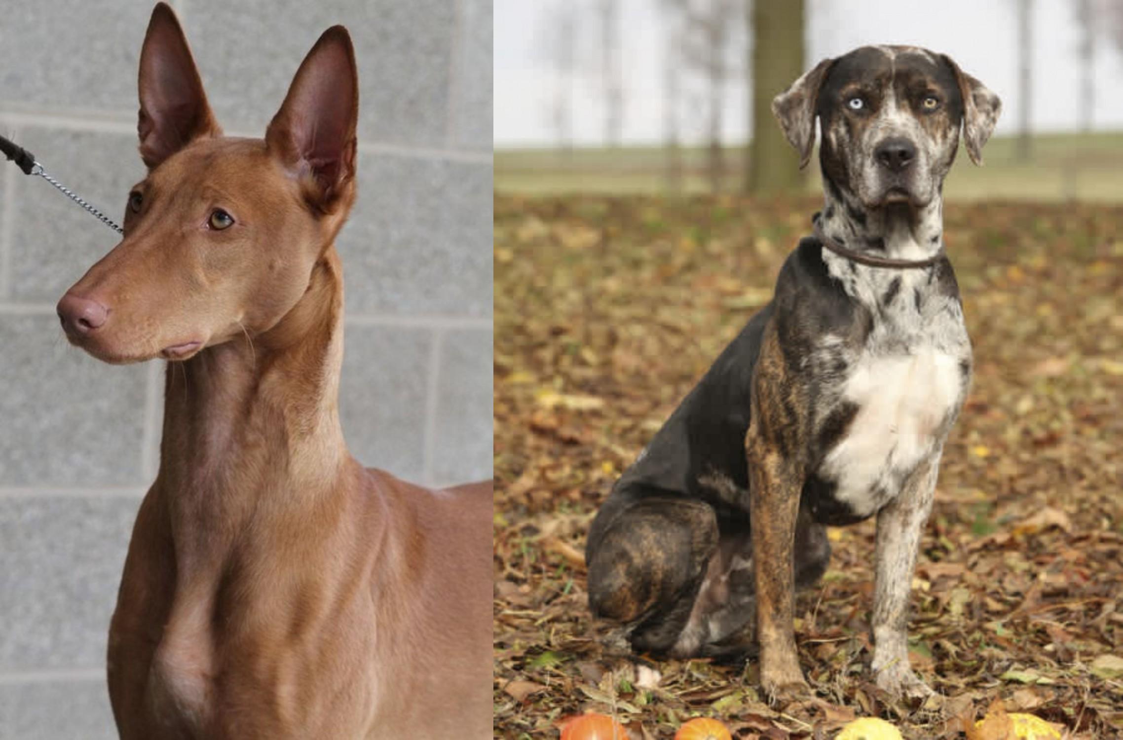 brindle pharaoh hound