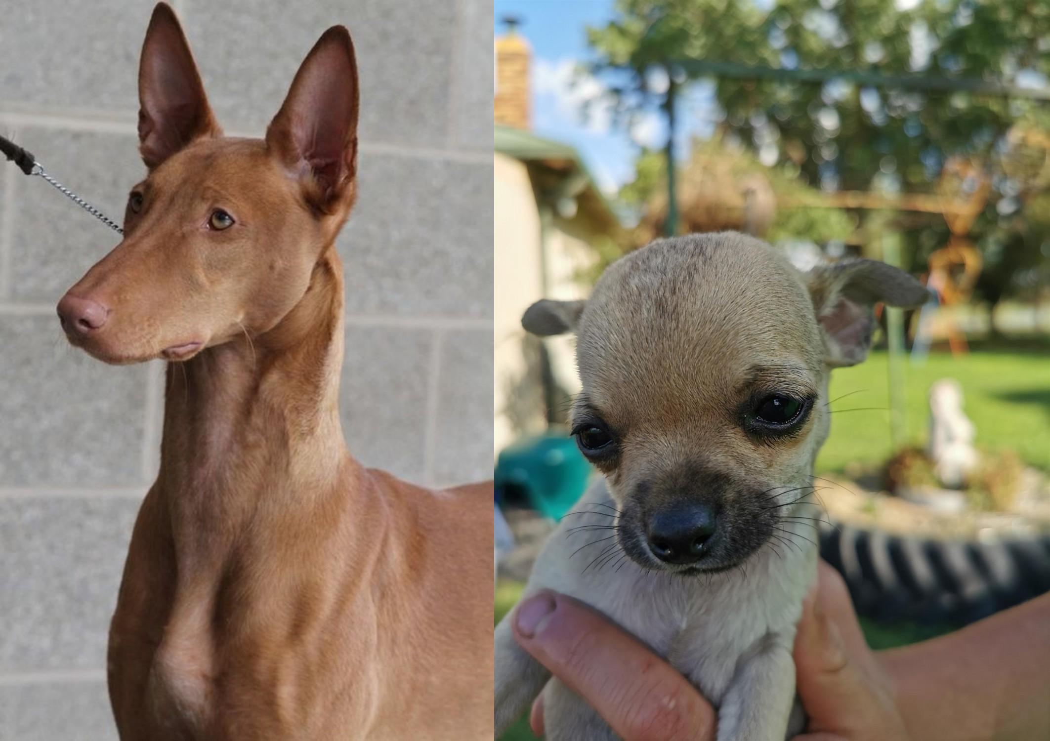 Pharaoh Hound Vs Chihuahua Breed Comparison Mydogbreeds