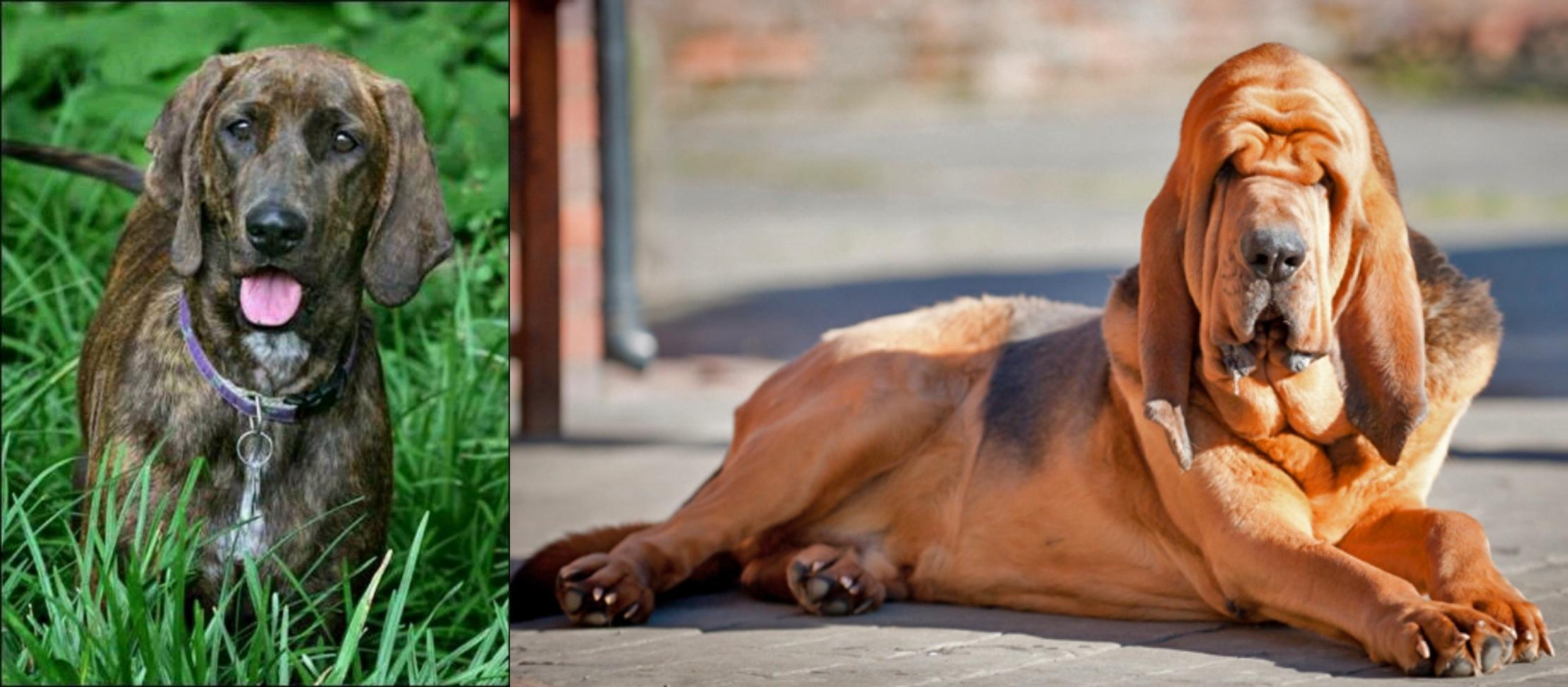 Plott Hound vs Bloodhound - Breed Comparison | MyDogBreeds