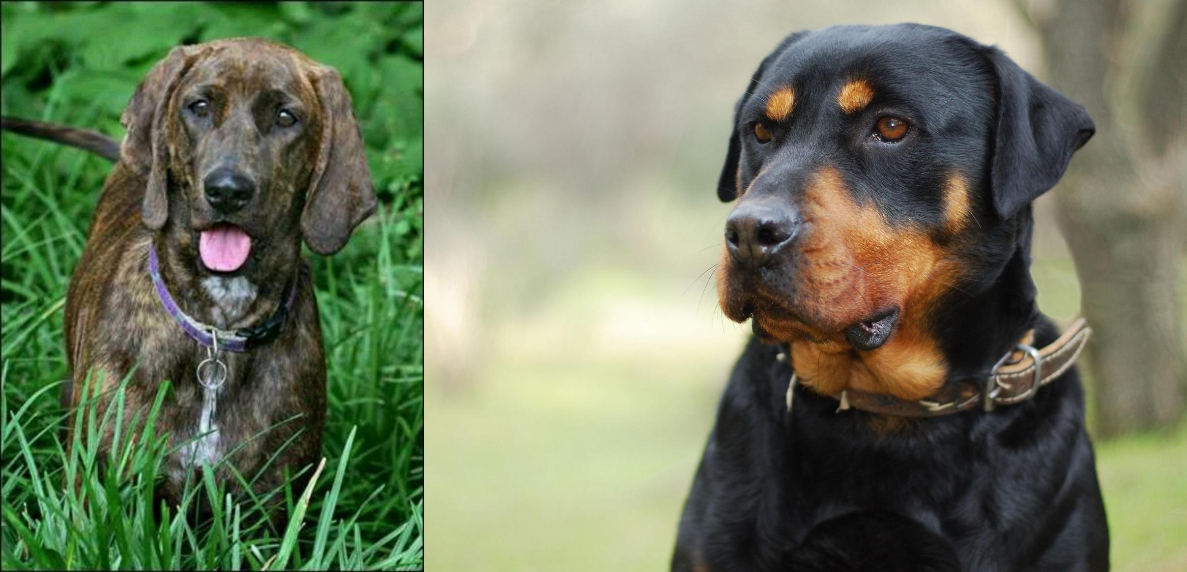 Plott Hound Vs Rottweiler Breed Comparison MyDogBreeds.