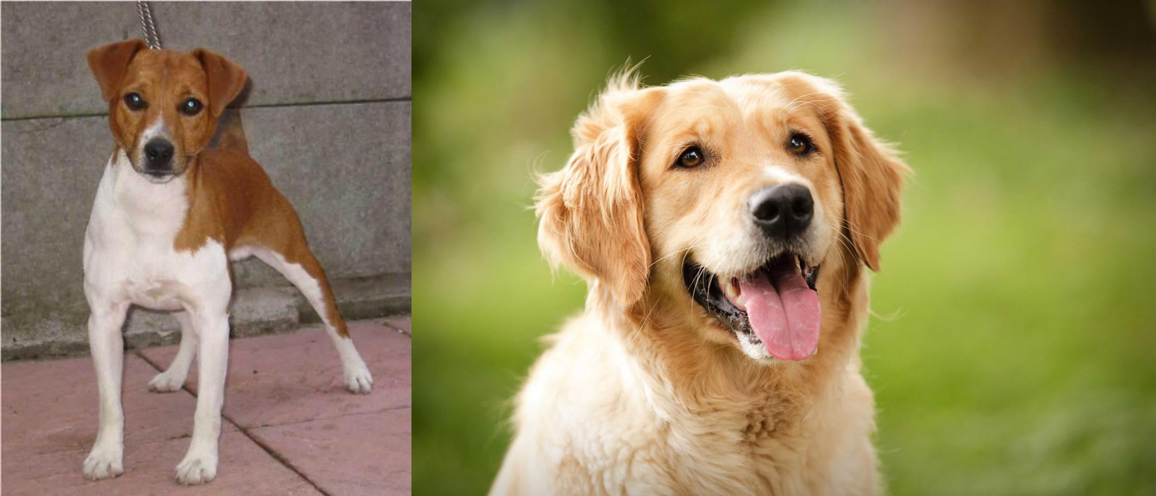 Plummer Terrier Vs Golden Retriever Breed Comparison