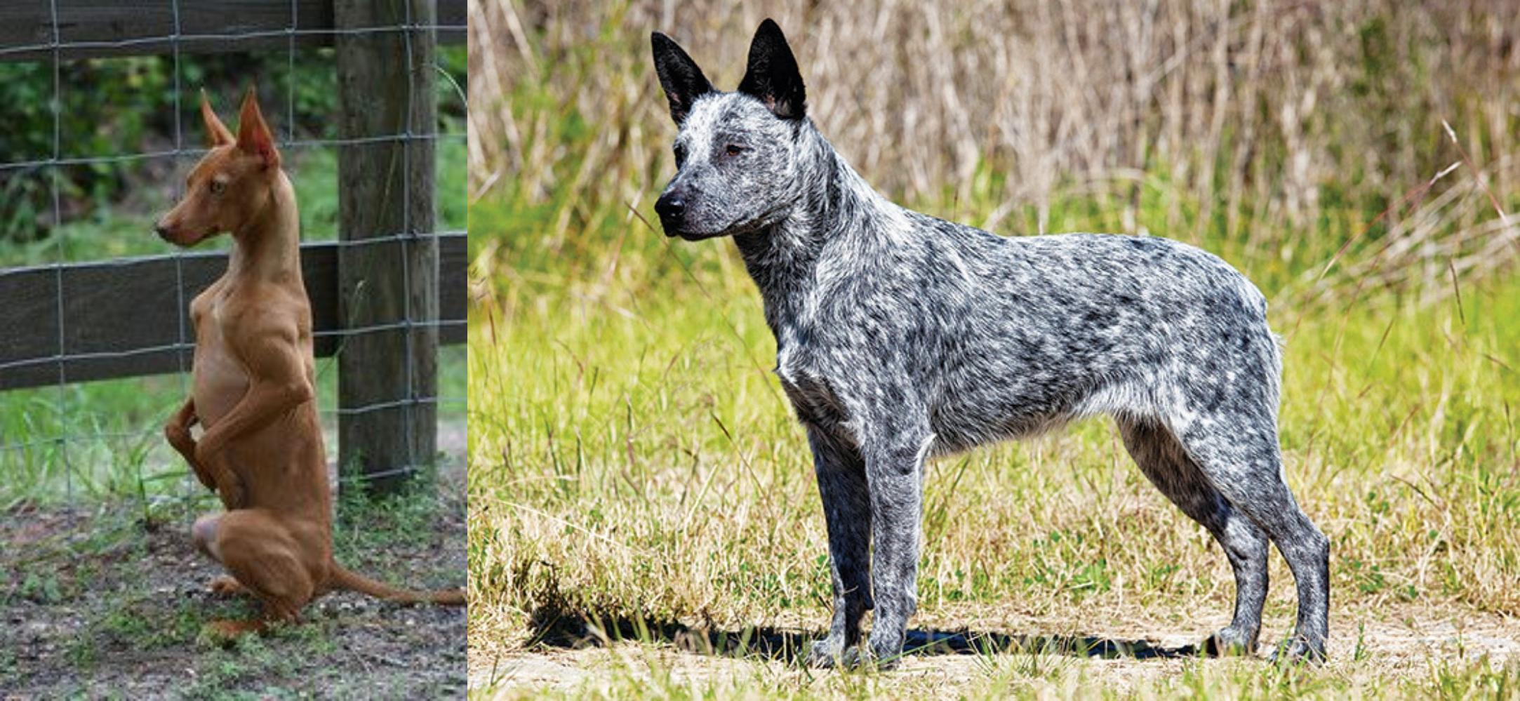 Podenco Andaluz Vs Australian Stumpy Tail Cattle Dog Breed Comparison