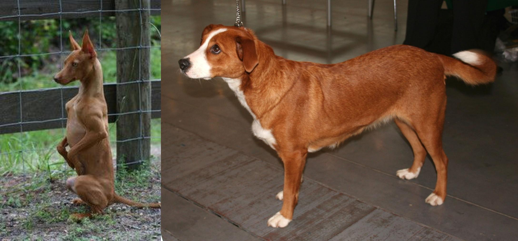 australian shorthaired pinscher