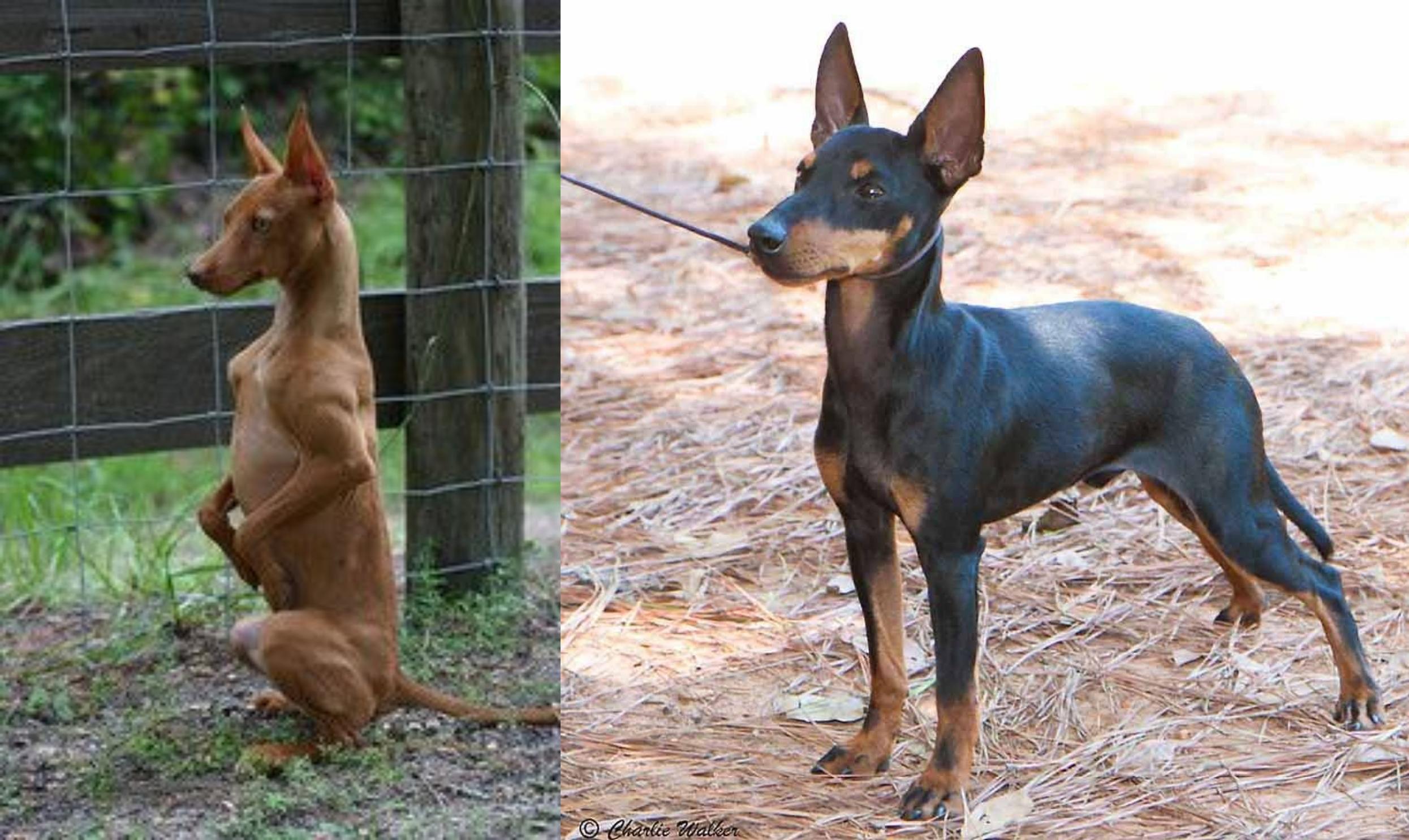 Podenco Andaluz Vs English Toy Terrier Black Tan Breed Comparison