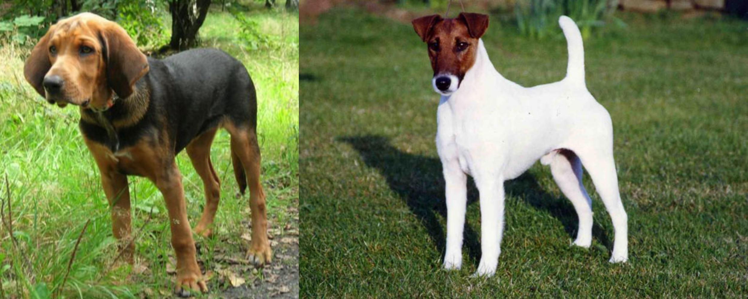 fox terrier hound mix