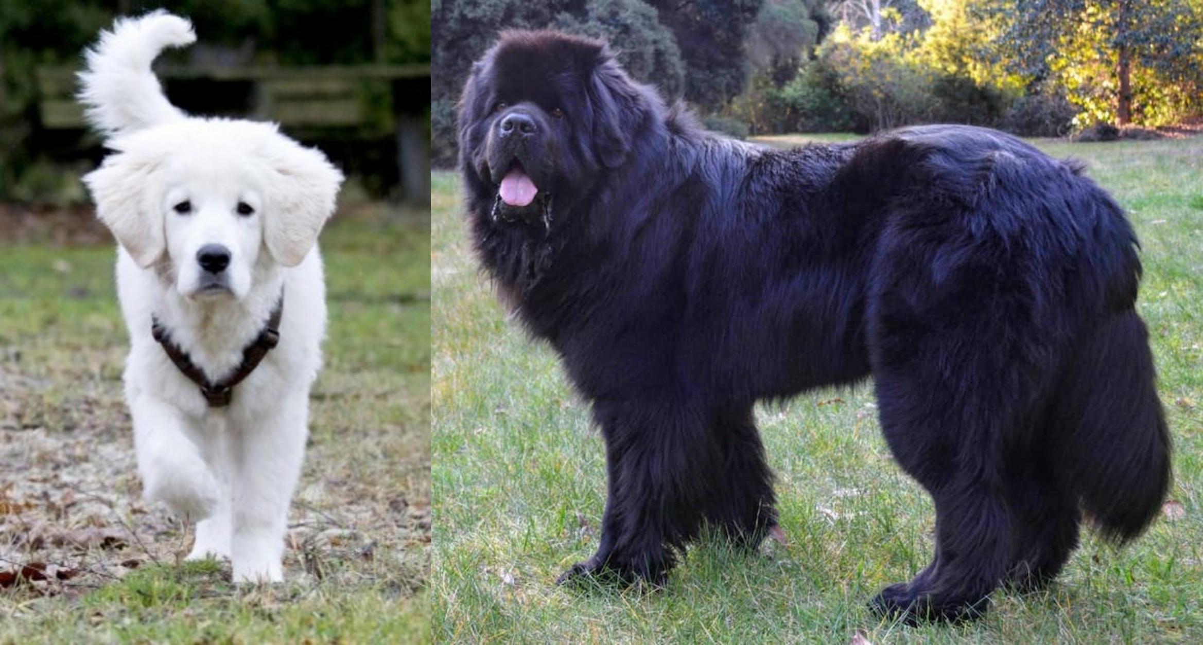 Polish Tatra Sheepdog Vs Newfoundland Dog Breed Comparison