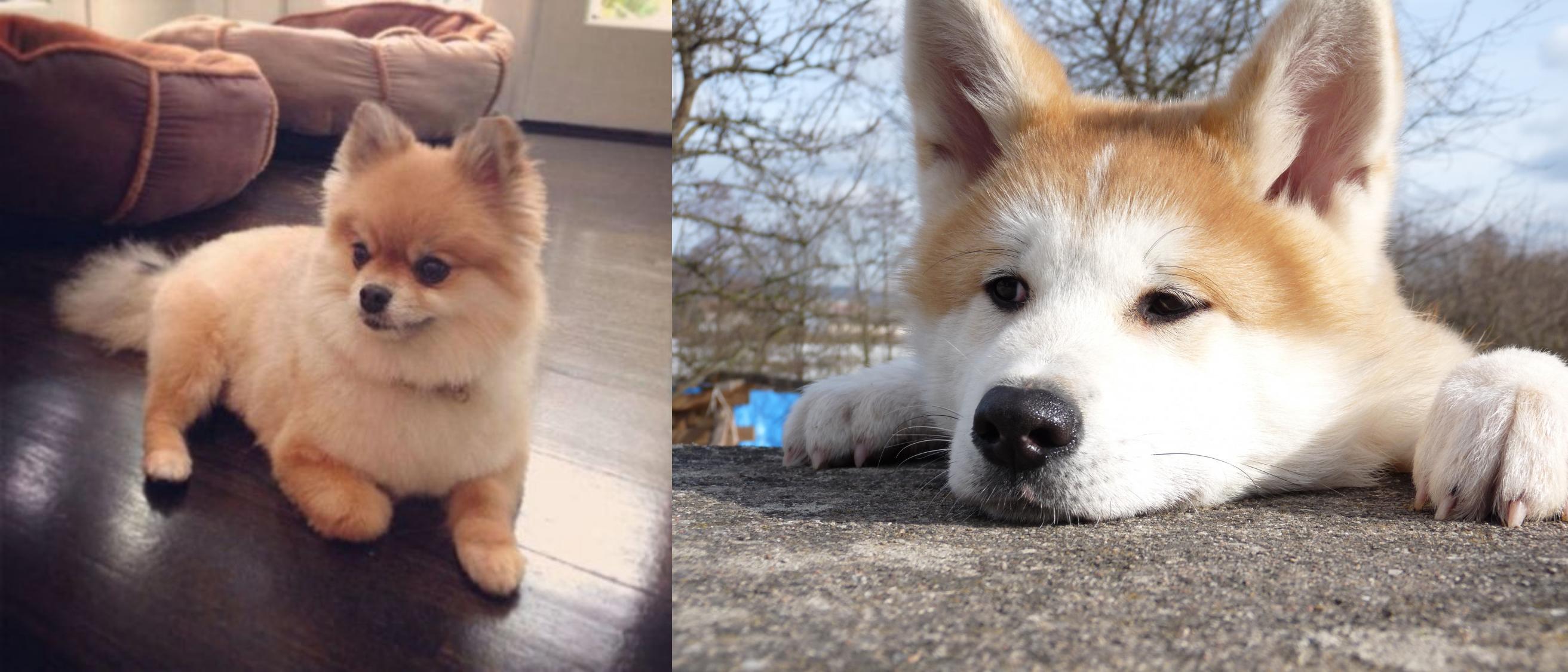 akita pomeranian mix for sale