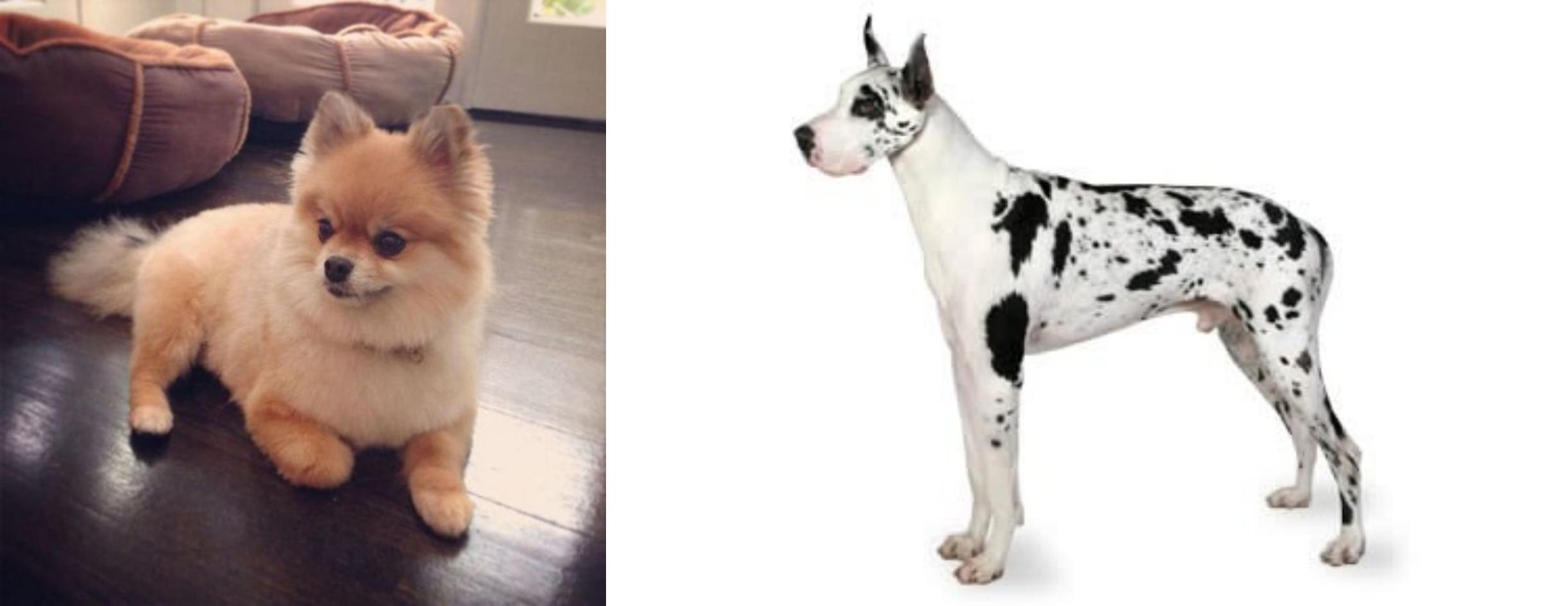 pomeranian mixed with great dane