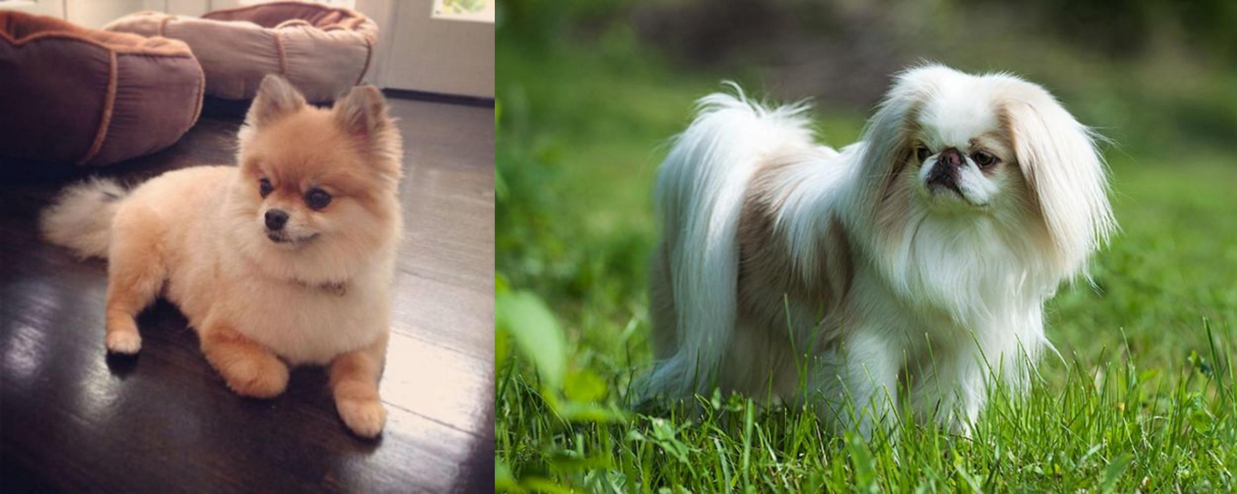 Pomeranian Vs Japanese Chin Breed Comparison Mydogbreeds