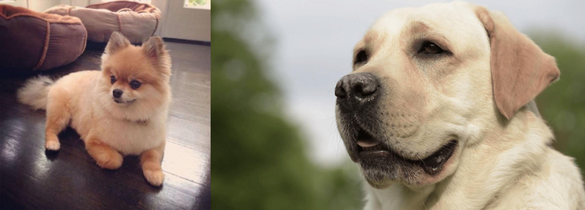 pomeranian and labrador mix