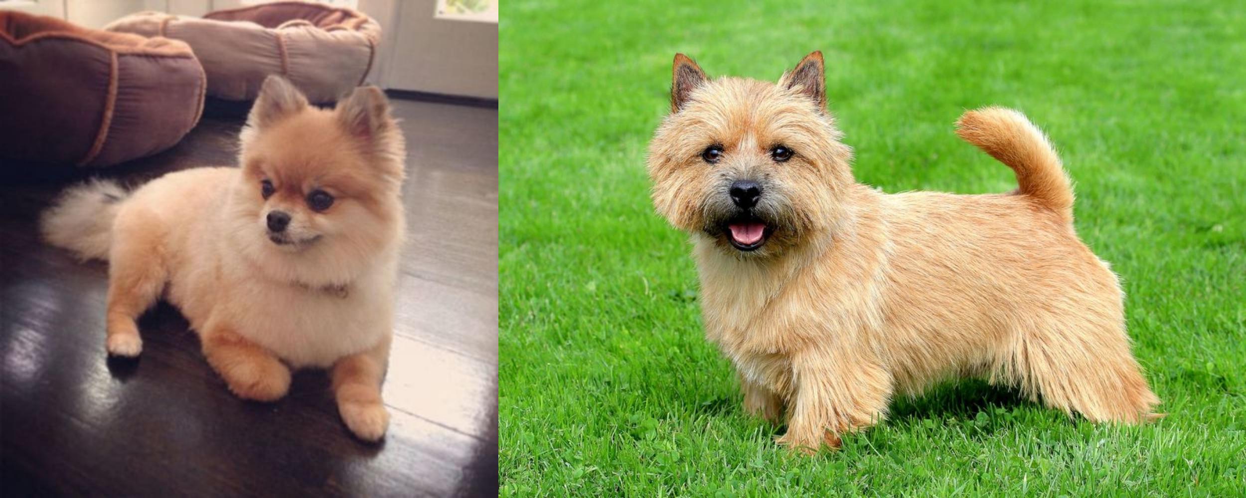 norwich terrier mix