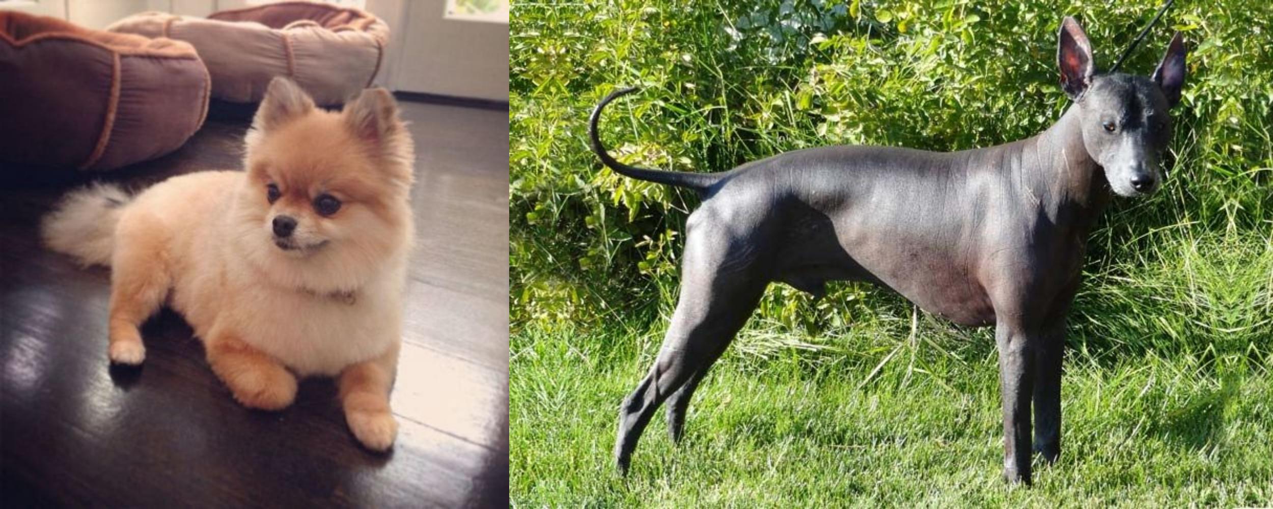 hairless pomeranian