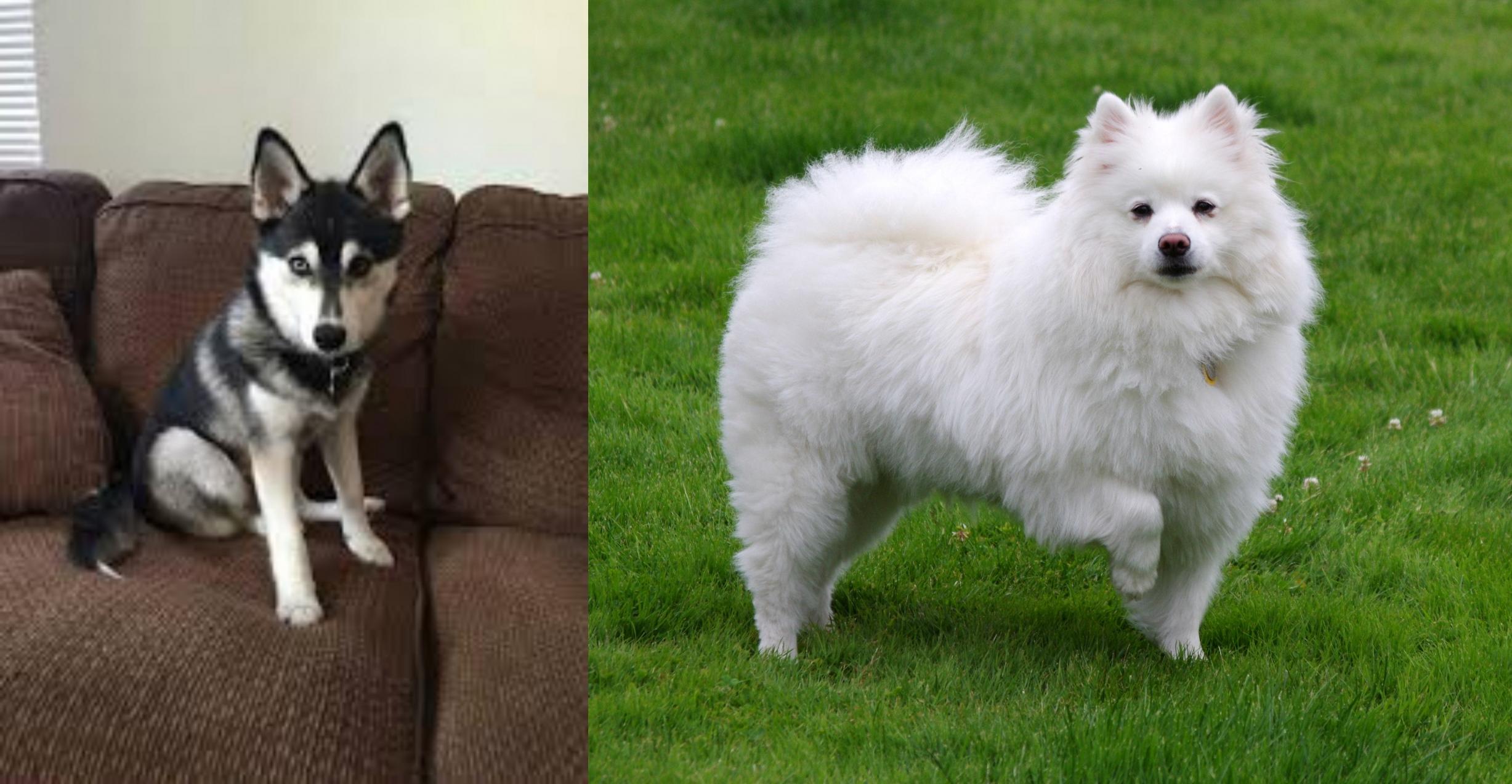 Pomsky Vs American Eskimo Dog Breed Comparison Mydogbreeds