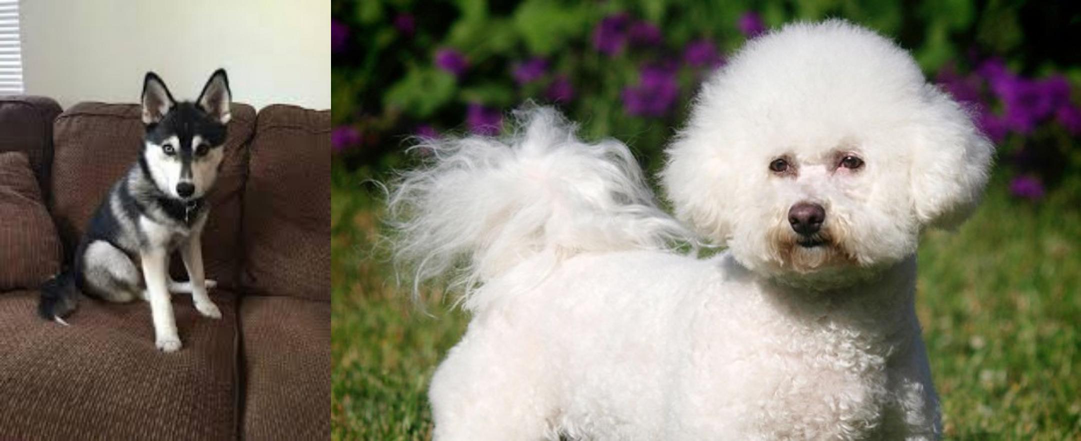 bichon frise seizures