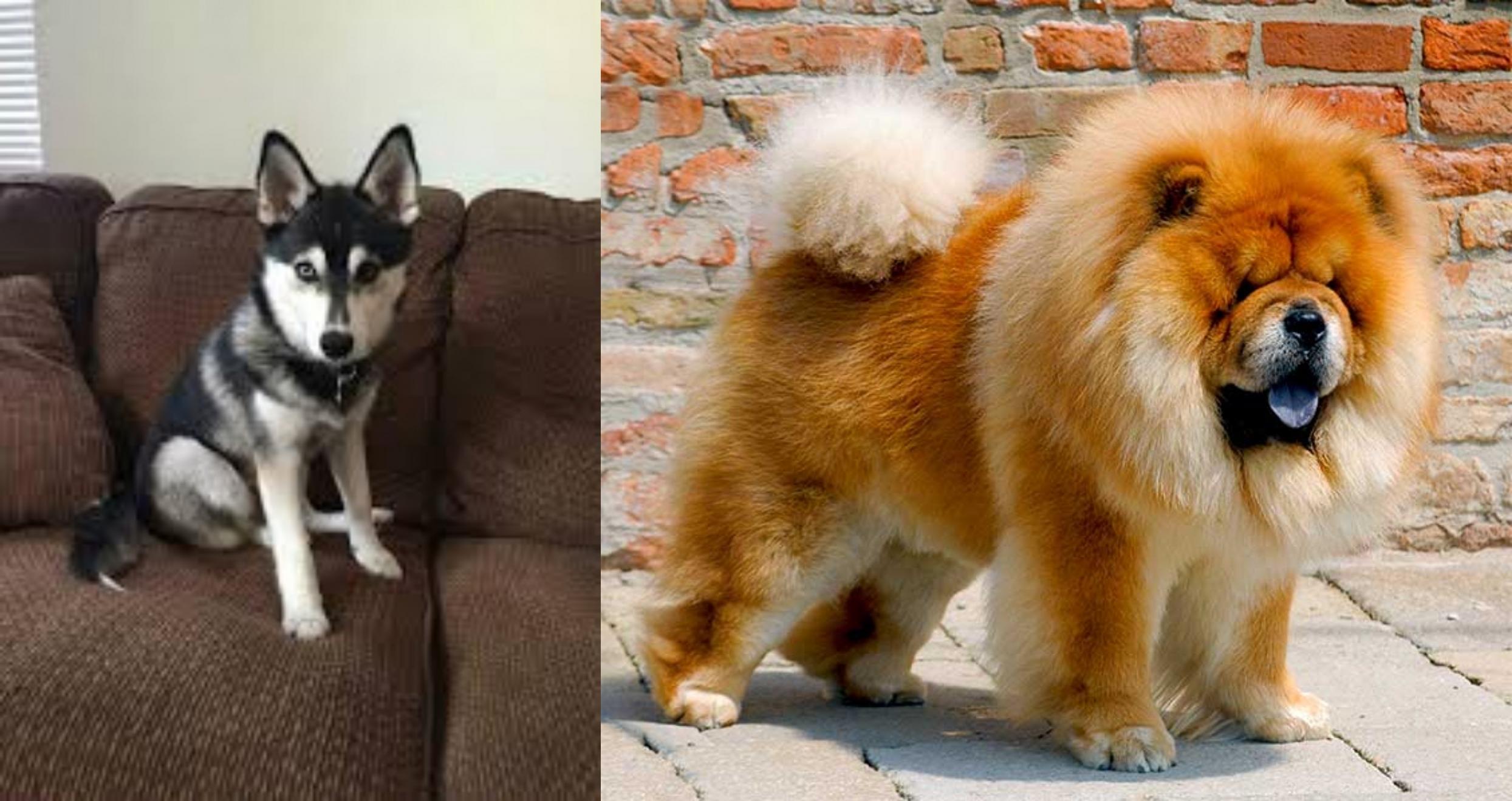 Pomsky Vs Chow Chow Breed Comparison Mydogbreeds