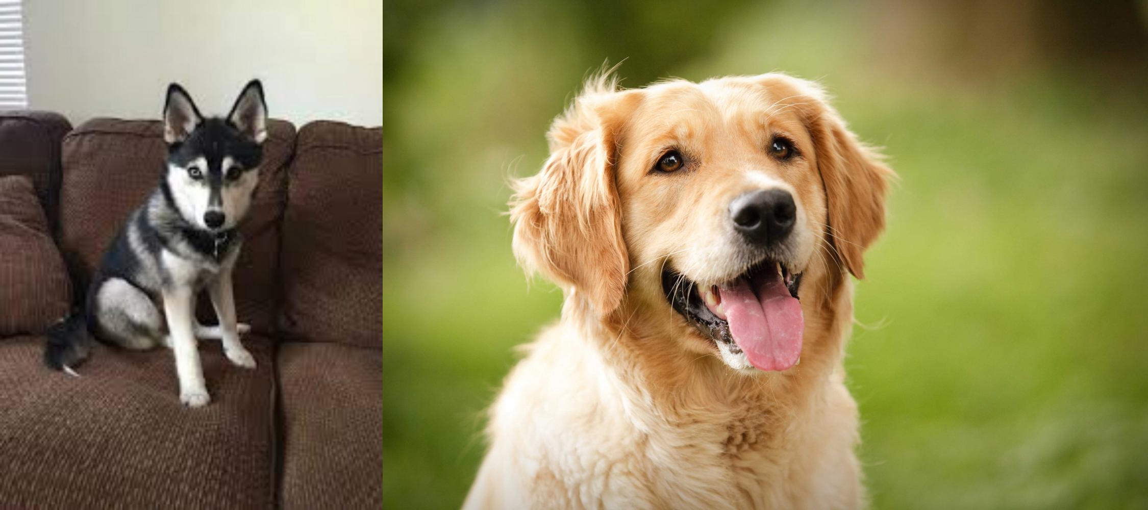 pomsky golden retriever mix