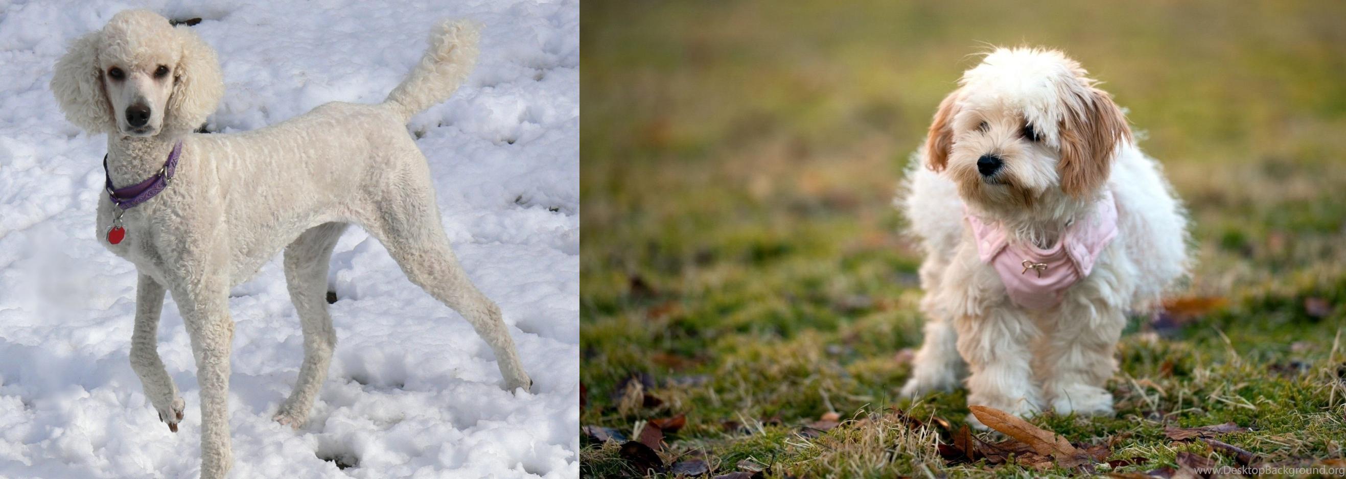 west highland white terrier poodle