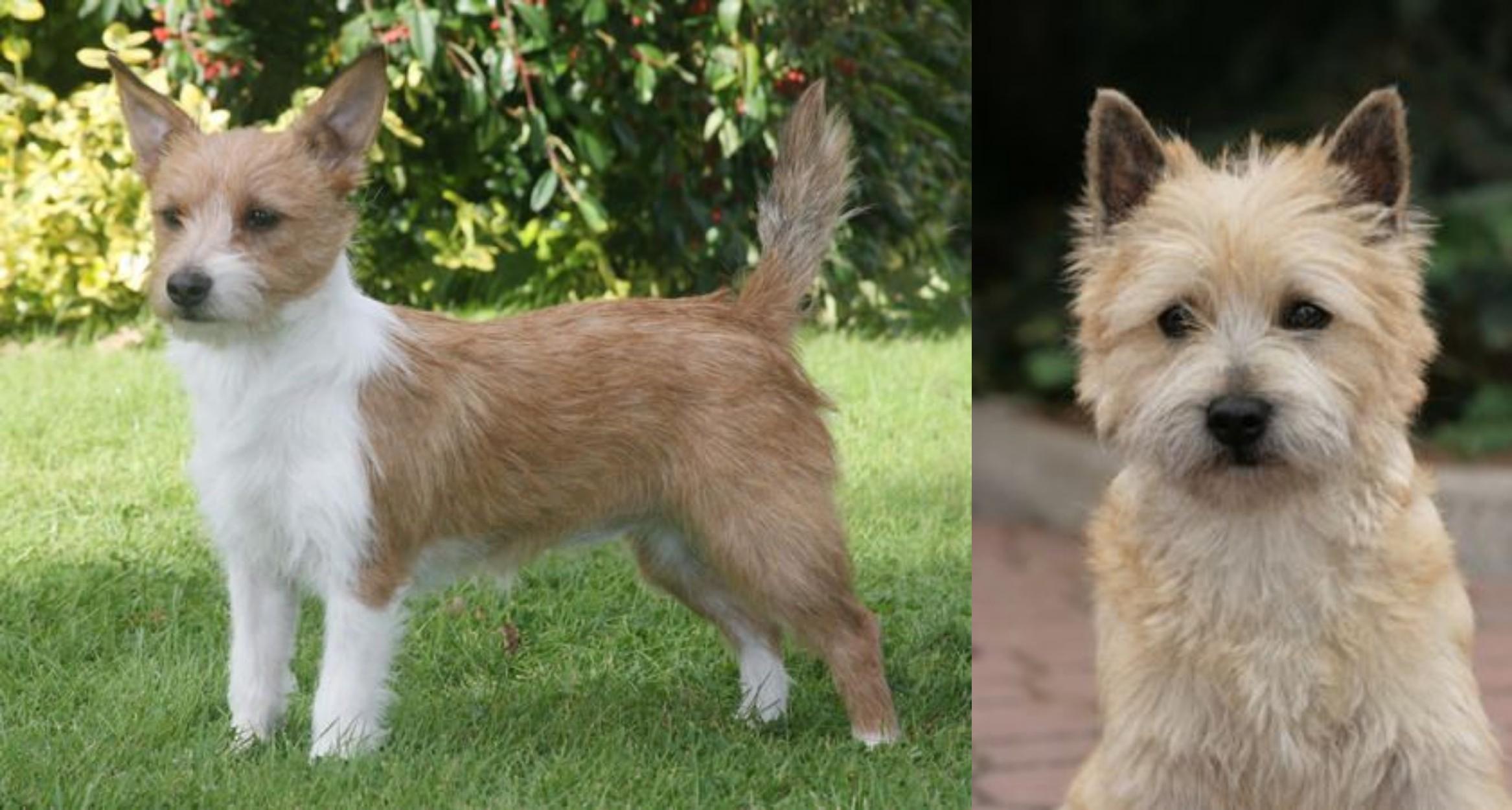 Portuguese Podengo Vs Cairn Terrier Breed Comparison