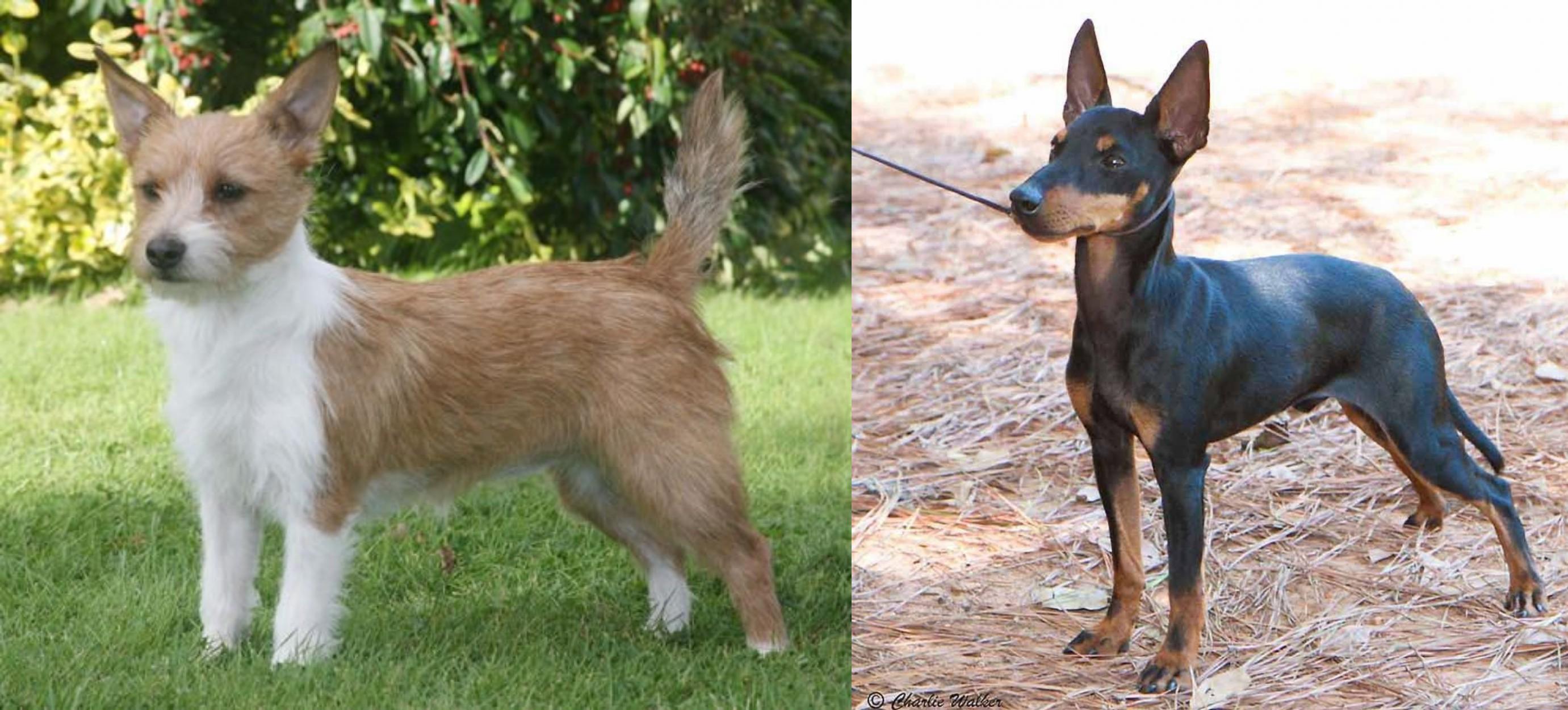 Portuguese Podengo Vs English Toy Terrier Black Tan Breed Comparison