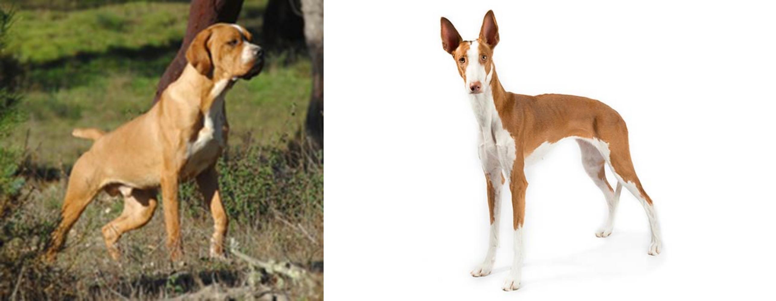 Portuguese Pointer vs Ibizan Hound - Breed Comparison