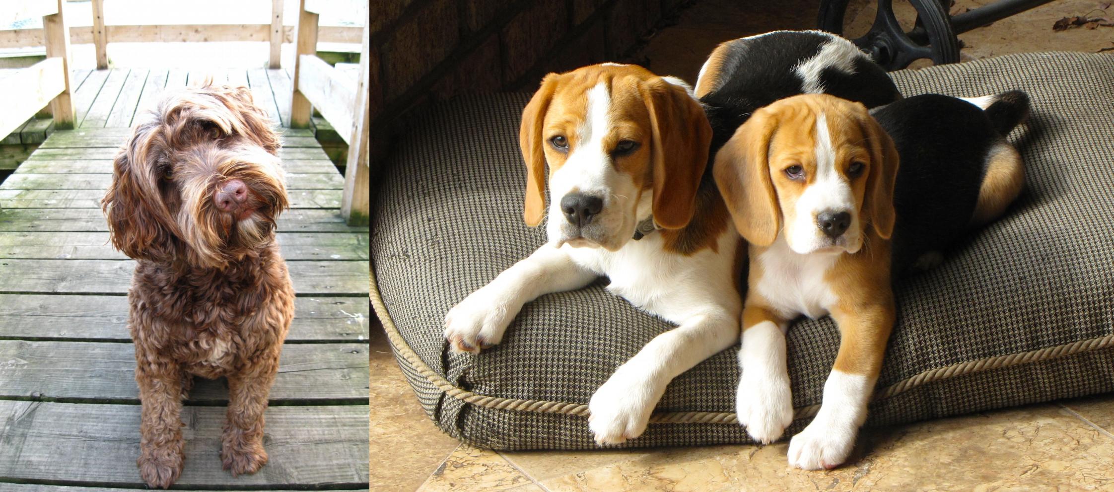 do beagles like water