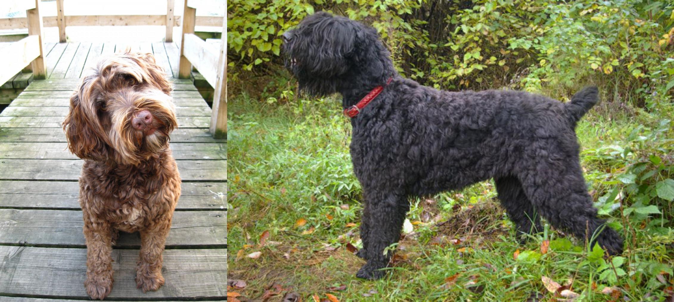 Portuguese Water Dog Vs Black Russian Terrier Breed Comparison