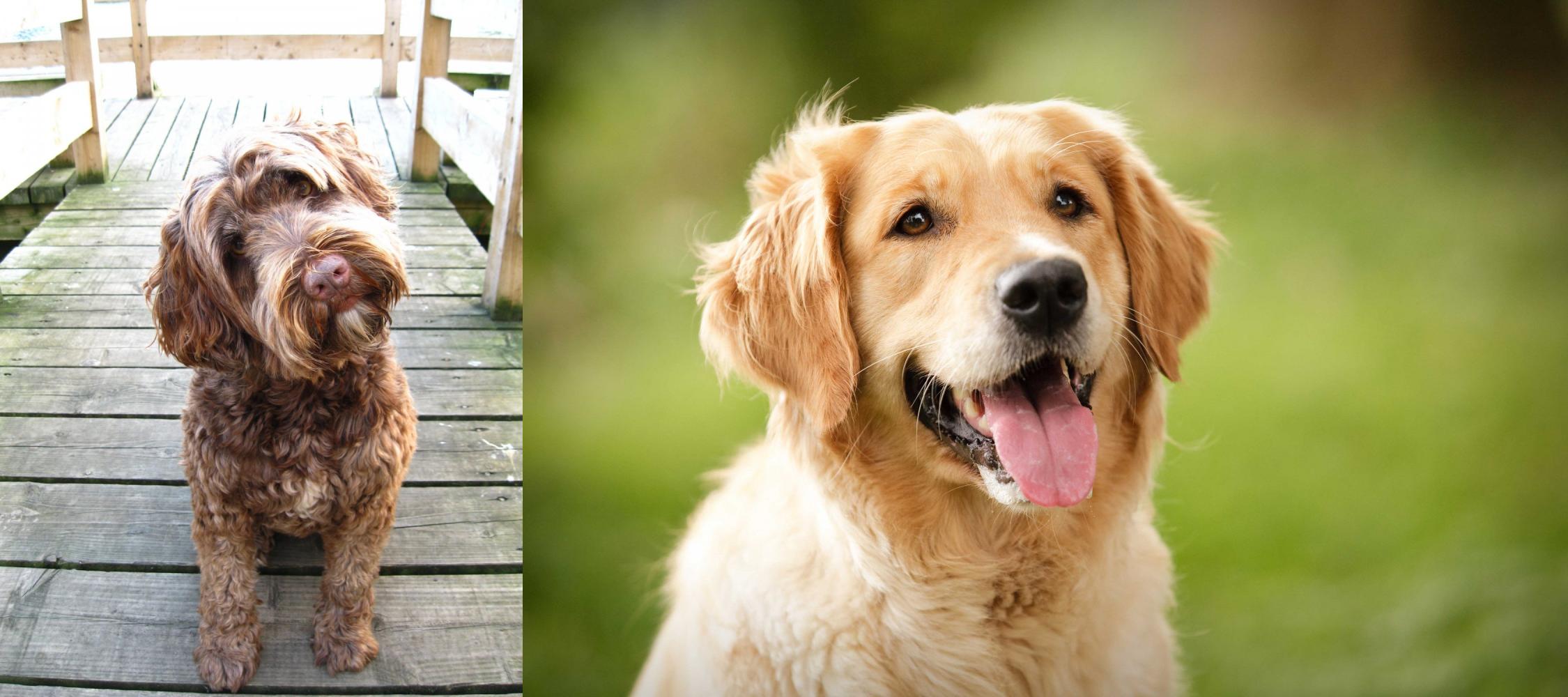 water retriever breeds