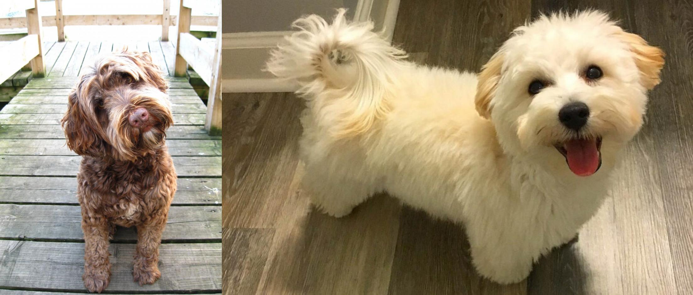 maltipoo hip dysplasia