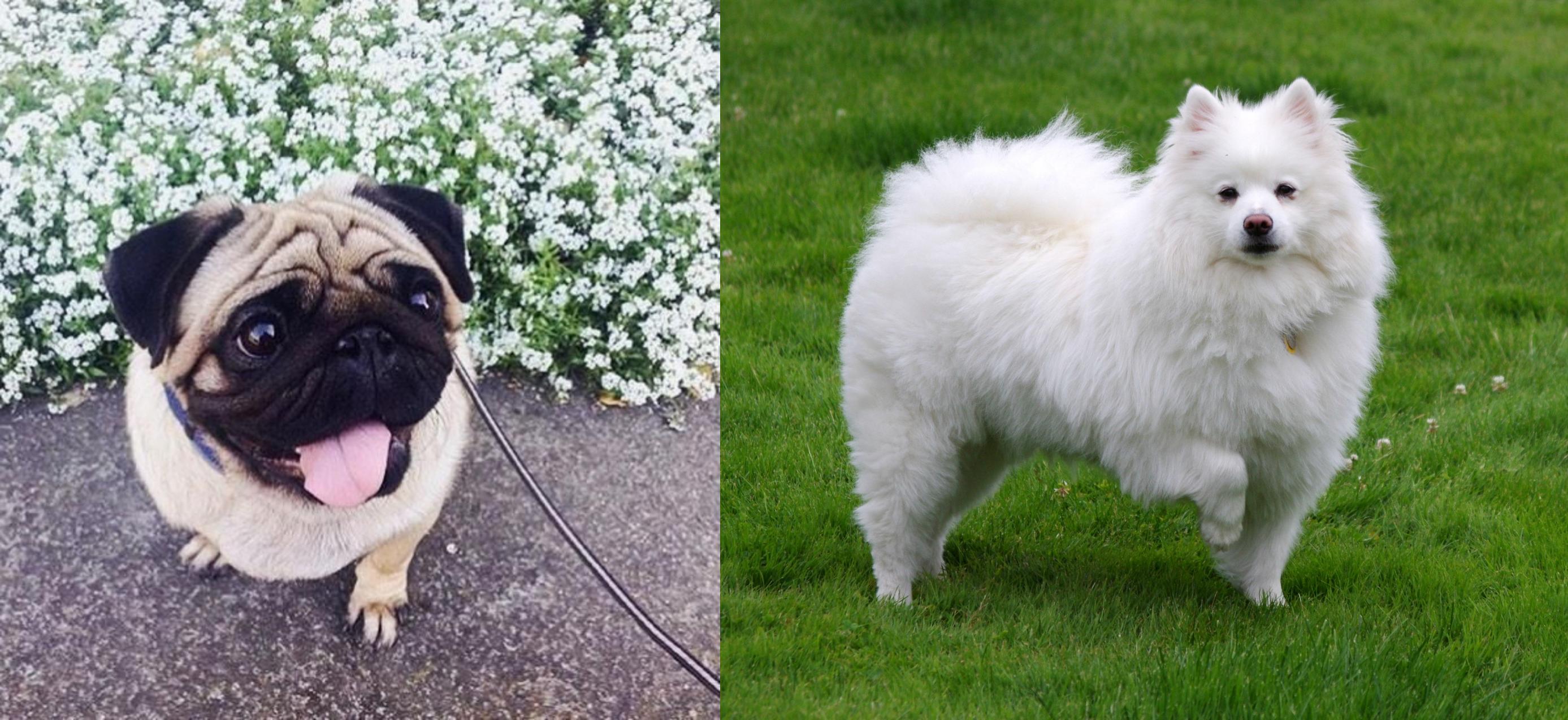 Pug vs American Eskimo Dog - Breed Comparison | MyDogBreeds